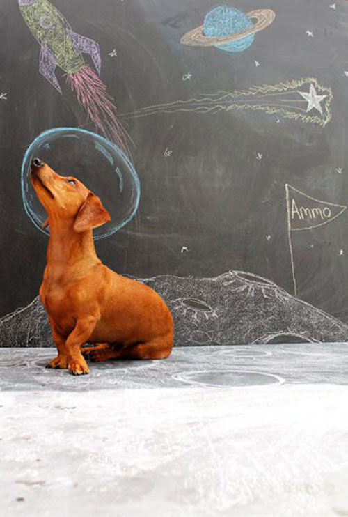 giz13 Ammo the Dachshund